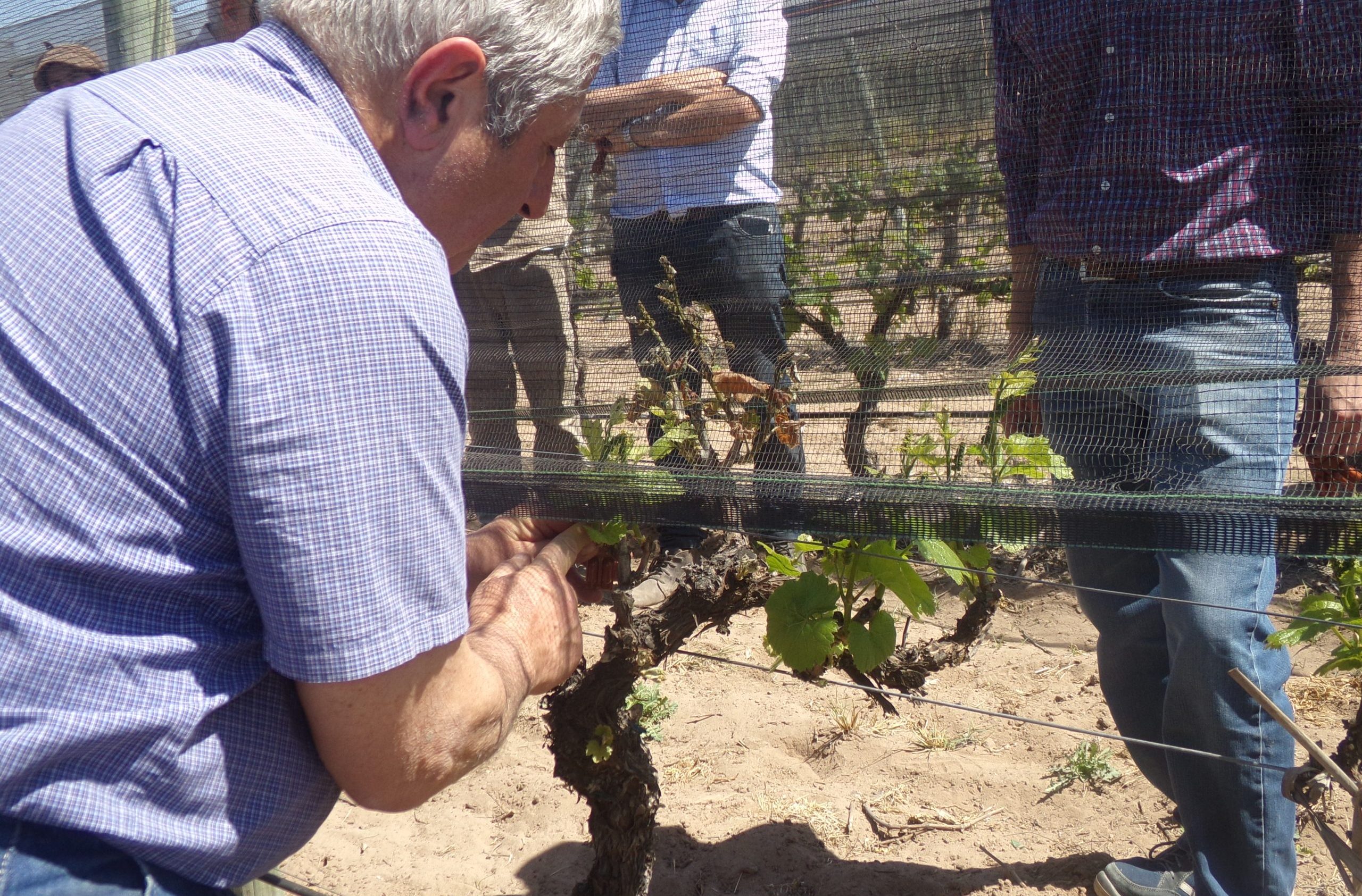 Operativo Lobesia: comienza la entrega de difusores de feromonas a más de 4000 productores